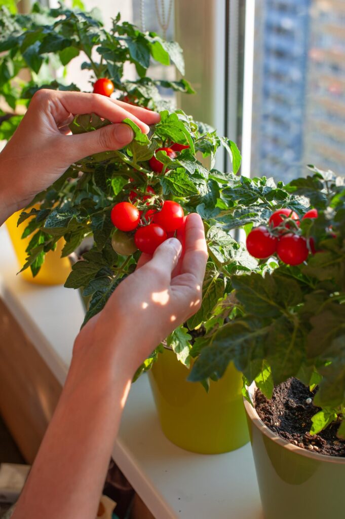 Tomate-cereja cultivado em vaso em varanda ensolarada com frutos maduros vermelhos prontos para colheita.