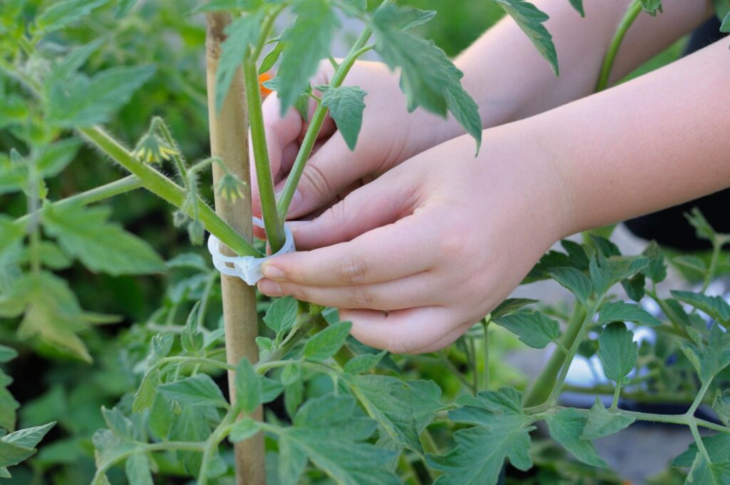 Tomate-cereja em vaso com estaca de suporte guiando o crescimento vertical.