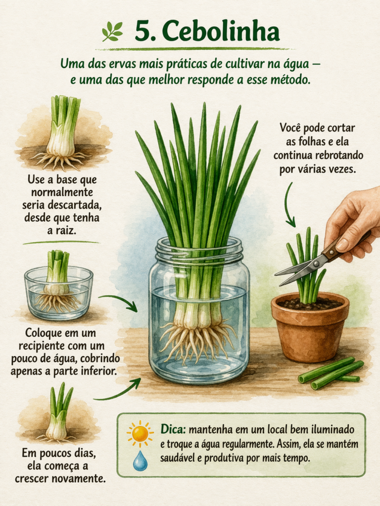 Infográfico em estilo aquarela ensinando como cultivar cebolinha na água, com a base da planta colocada em um pote de vidro e raízes visíveis submersas. A imagem mostra o processo de reaproveitamento da base com raiz, como posicioná-la corretamente na água e o crescimento ao longo dos dias. Também ilustra o corte das folhas para colheita contínua e inclui uma dica para manter em local bem iluminado e trocar a água regularmente para garantir um crescimento saudável.