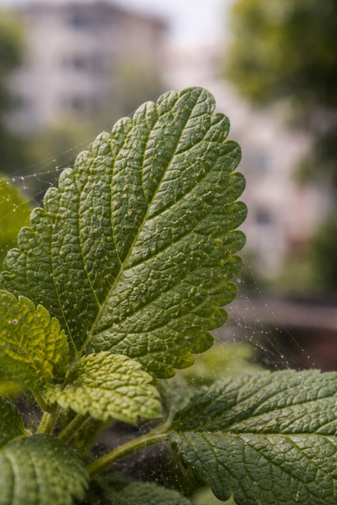 Folha com sinais de ácaros e pequenas teias em horta medicinal.