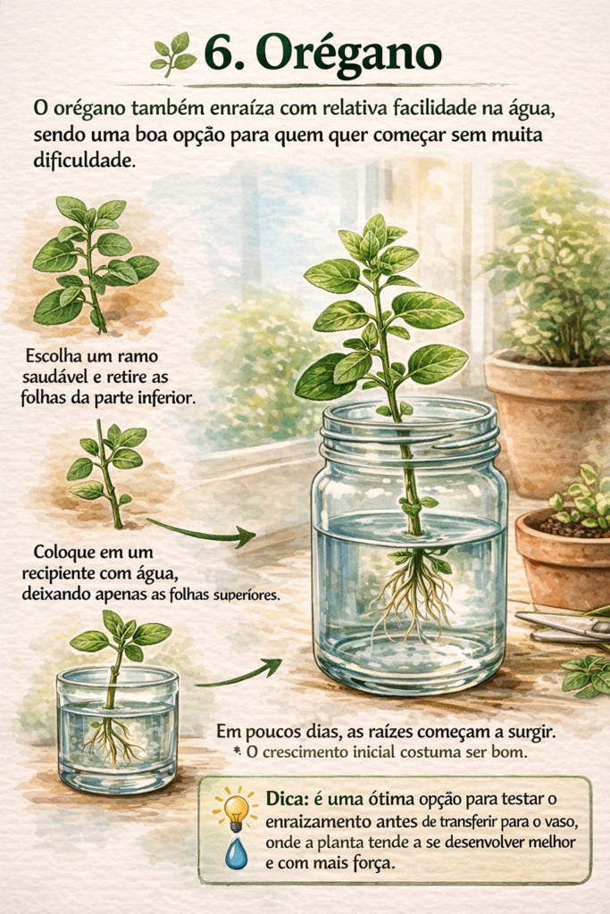 Infográfico em estilo aquarela ensinando como cultivar orégano na água, com um ramo colocado em um pote de vidro e raízes visíveis em formação. A imagem mostra o passo a passo: escolher um ramo saudável, retirar as folhas inferiores e posicionar o caule na água, mantendo apenas as folhas superiores fora. Também destaca o surgimento das raízes após alguns dias e inclui uma dica indicando o uso desse método como etapa inicial antes de transferir a planta para o vaso, onde tende a se desenvolver melhor.