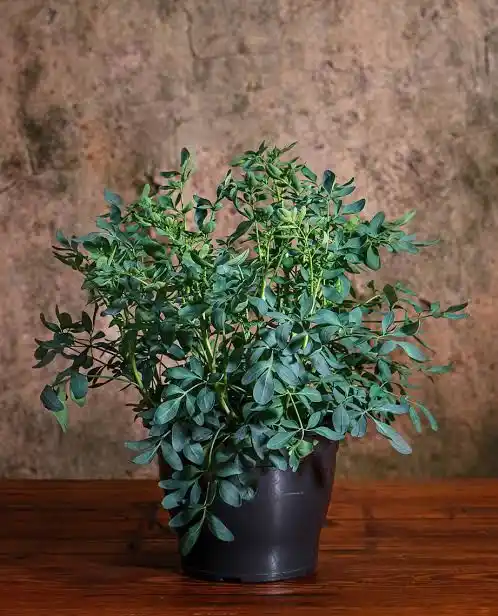 Planta de arruda cultivada em vaso, com folhagem verde-azulada e formato arbustivo, adequada para horta medicinal em apartamento e cultivo doméstico