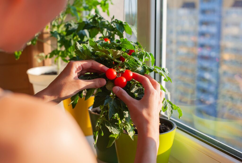 Vaso de tomate-cereja recebendo luz solar direta em varanda de apartamento.