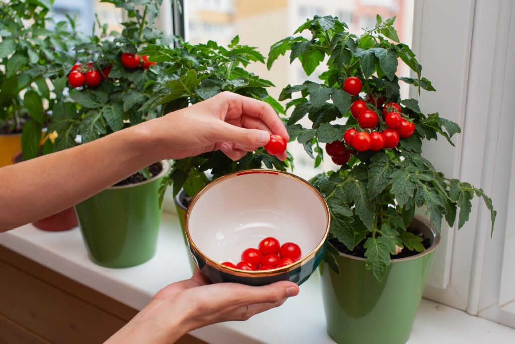 Mão colhendo tomate-cereja maduro e vermelho diretamente do vaso.