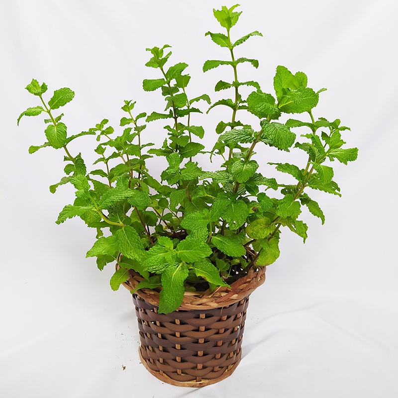 Planta de hortelã cultivada em vaso, com folhas verdes e saudáveis, indicada para horta medicinal em apartamento e cultivo doméstico em pequenos espaços