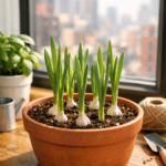 Vaso com alho plantado em apartamento, mostrando folhas verdes altas crescendo em terra leve sobre bancada próxima à janela com luz natural